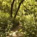 Corbett's Glen Nature Park Trail.