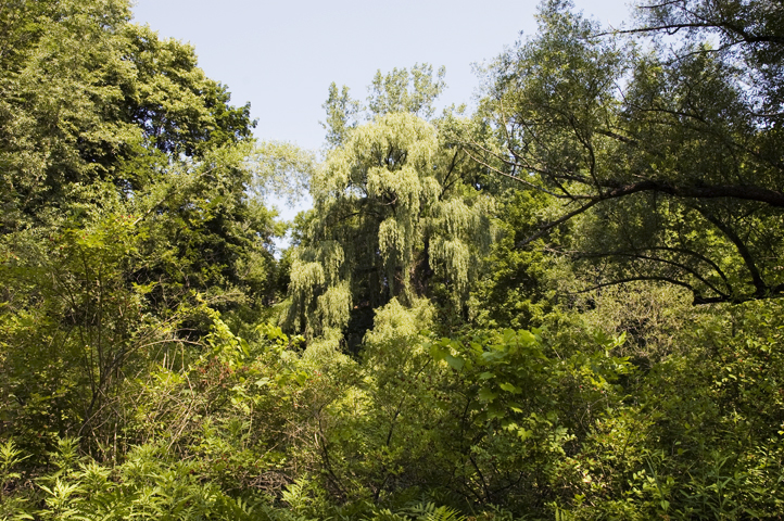Trees at Corbett's Glen Nature Park.